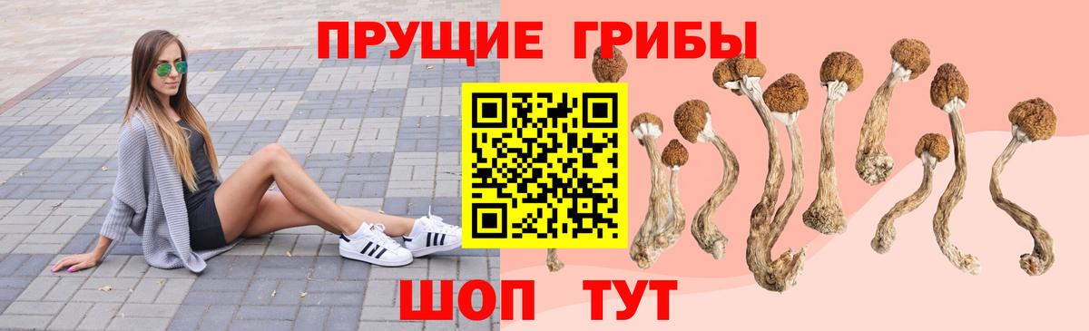 купить наркотики сайты  Псилоцибиновые грибы GOLDEN TEACHER  Мценск  Вход с VPN  Галлюциногенные грибы мицелий 